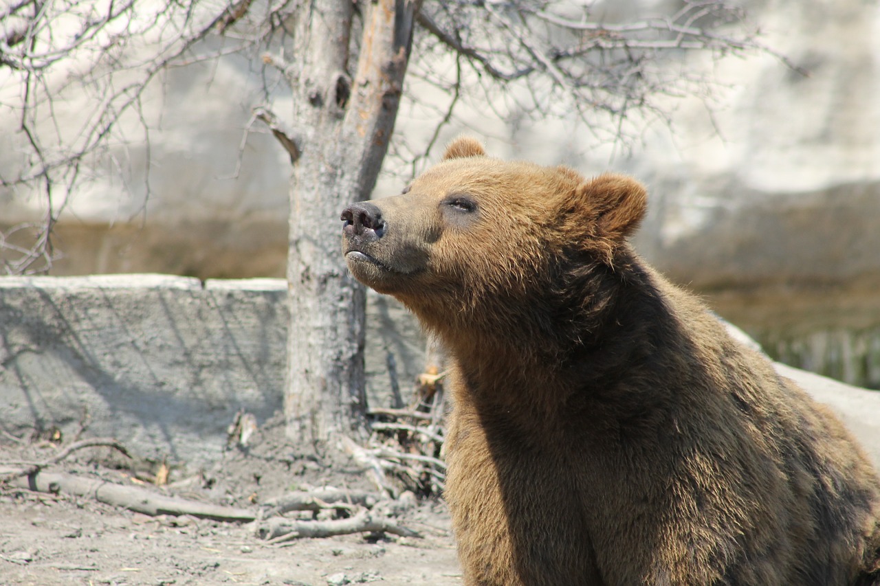 Grizzly, Turėti, Ruda, Gyvūnas, Laukinė Gamta, Gamta, Mielas, Teddy, Didelis, Zoologijos Sodas