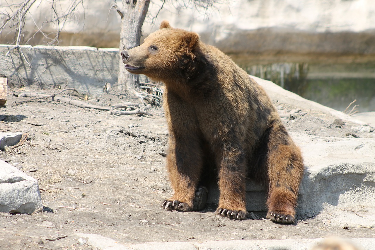 Grizzly, Turėti, Ruda, Gyvūnas, Laukinė Gamta, Gamta, Mielas, Teddy, Didelis, Zoologijos Sodas