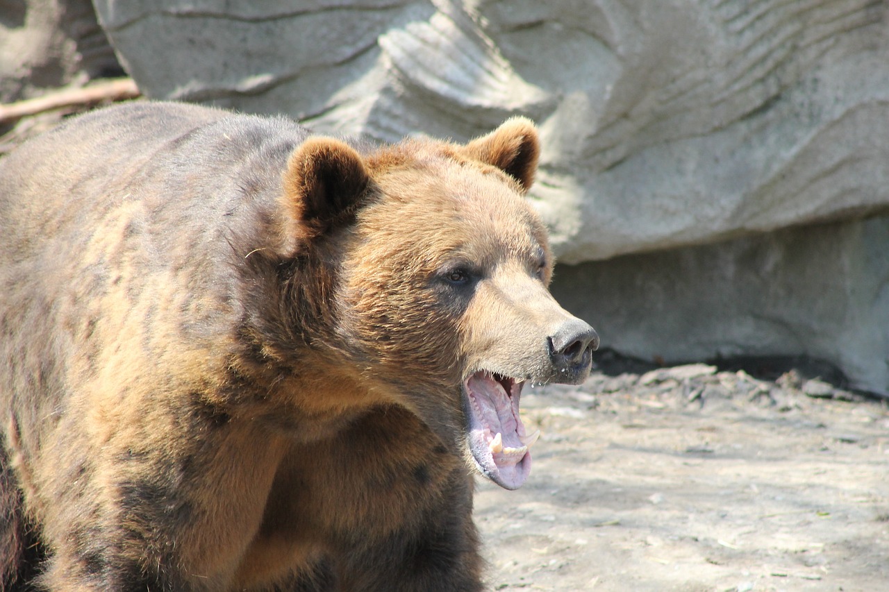 Grizzly, Turėti, Ruda, Dantys, Gyvūnas, Laukinė Gamta, Gamta, Mielas, Teddy, Didelis