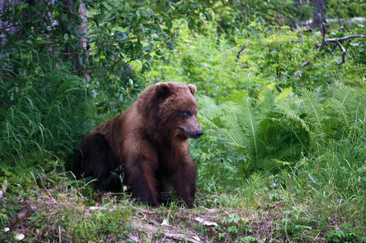 Grizzly, Gyvūnai, Turėti, Alaska, Gamta, Nemokamos Nuotraukos,  Nemokama Licenzija
