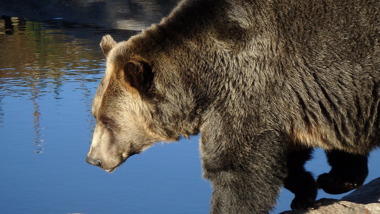 Grizzly Bear, Kanada, Laukinė Gamta, Nemokamos Nuotraukos,  Nemokama Licenzija