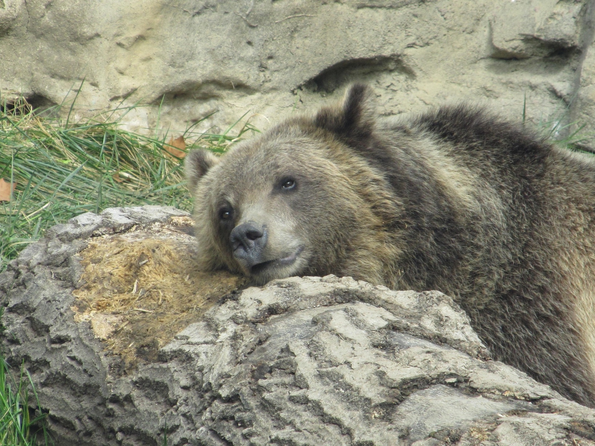 Turėti,  Grizzly,  Jaunas,  Portretas,  Uždaryti & Nbsp,  Poilsio,  Žurnalas,  Galva,  Plėšrūnas,  Laukinė Gamta