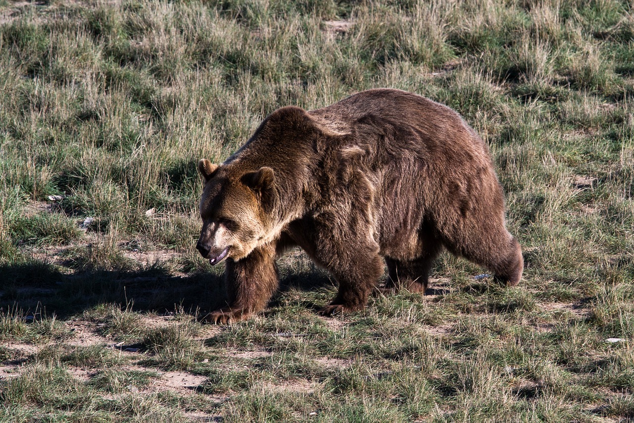 Grizzly Bear, Rudas Lokys, Grizzly, Turėti, Plėšrūnas, Laukinis Gyvūnas, Pavojingas, Nemokamos Nuotraukos,  Nemokama Licenzija