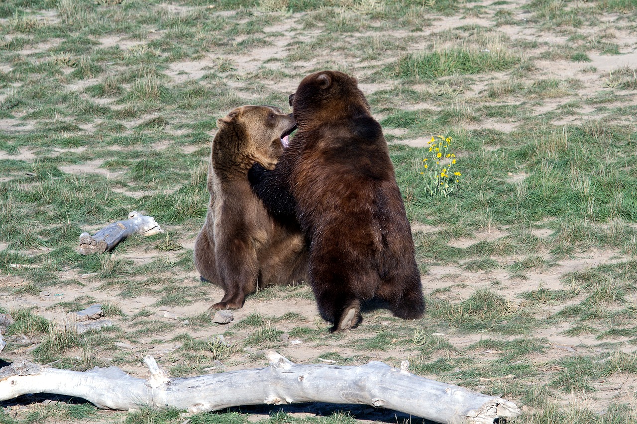 Grizzly Bear, Rudas Lokys, Grizzly, Turėti, Plėšrūnas, Laukinis Gyvūnas, Pavojingas, Nemokamos Nuotraukos,  Nemokama Licenzija