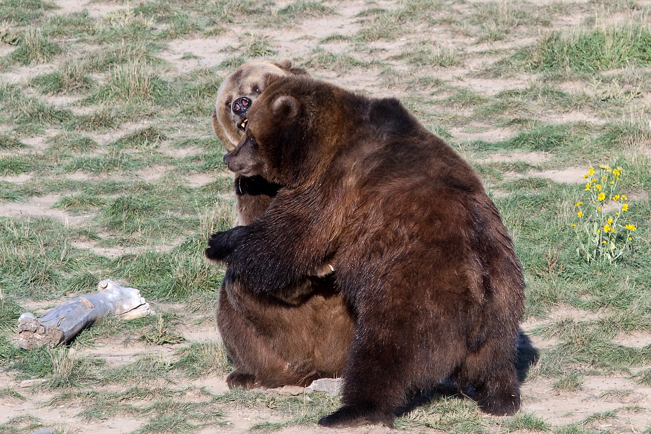 Grizzly Bear, Rudas Lokys, Grizzly, Turėti, Plėšrūnas, Laukinis Gyvūnas, Pavojingas, Nemokamos Nuotraukos,  Nemokama Licenzija