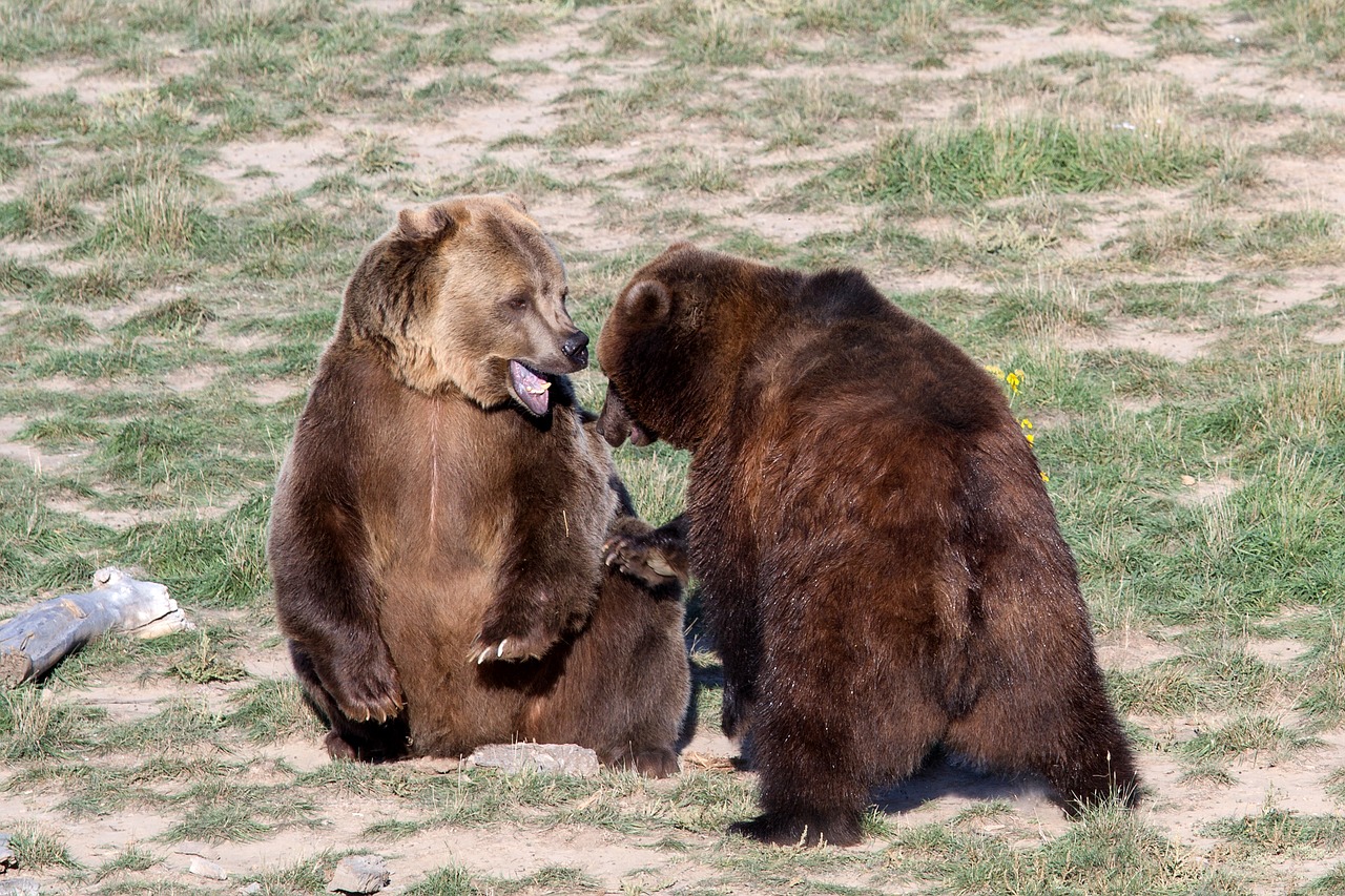 Grizzly Bear, Rudas Lokys, Grizzly, Turėti, Plėšrūnas, Laukinis Gyvūnas, Pavojingas, Nemokamos Nuotraukos,  Nemokama Licenzija