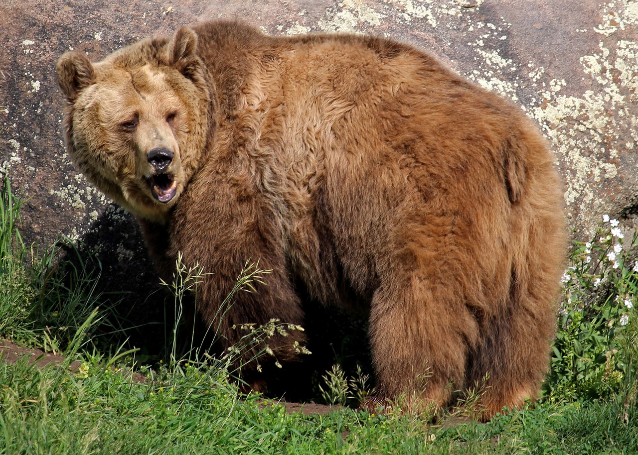 Grizzly Bear,  Turėti,  Grizzly,  Montana,  Bozeman,  Montana Pilkasis Susidurti, Nemokamos Nuotraukos,  Nemokama Licenzija