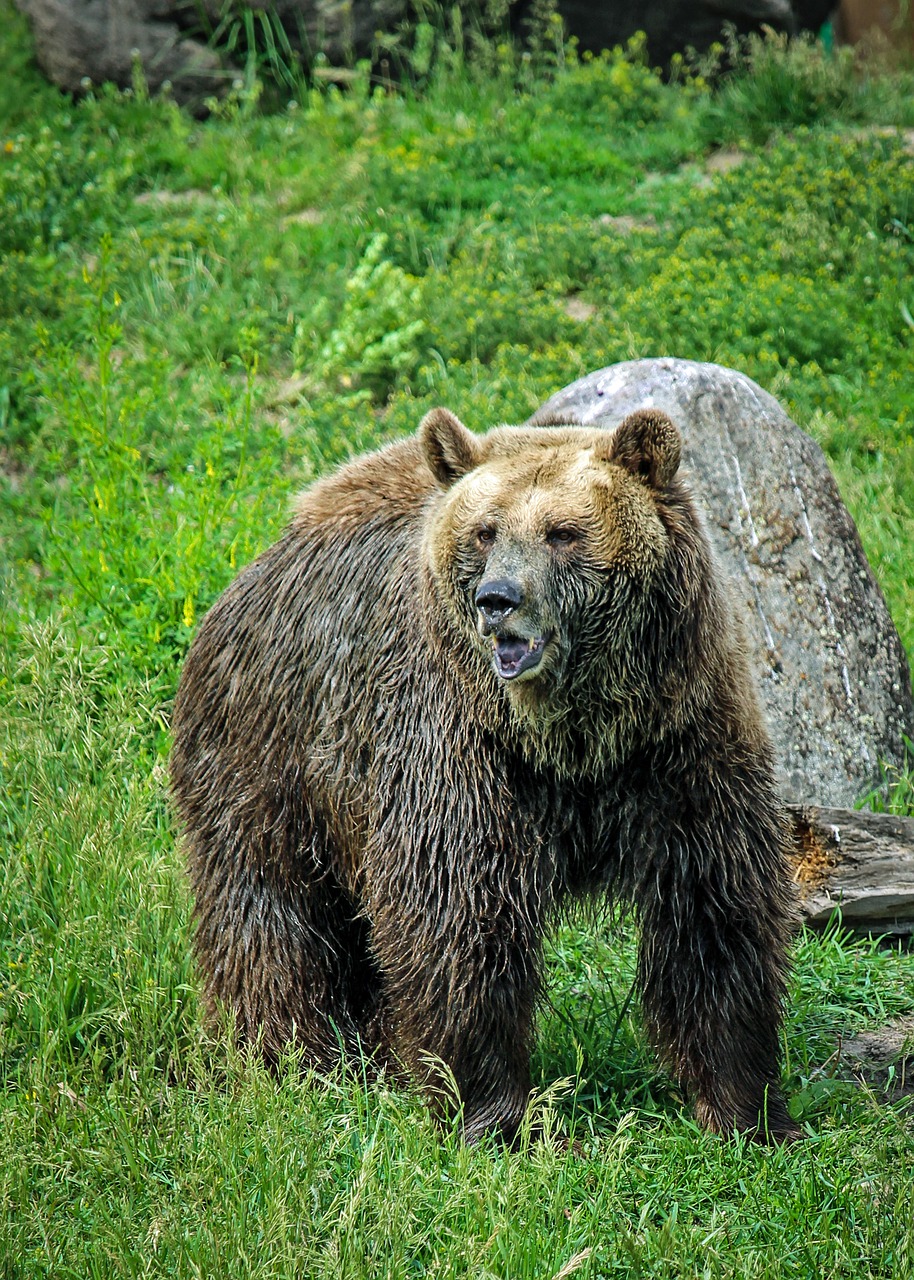 Grizzly Bear,  Turėti,  Grizzly,  Montana,  Bozeman,  Montana Pilkasis Susidurti, Nemokamos Nuotraukos,  Nemokama Licenzija