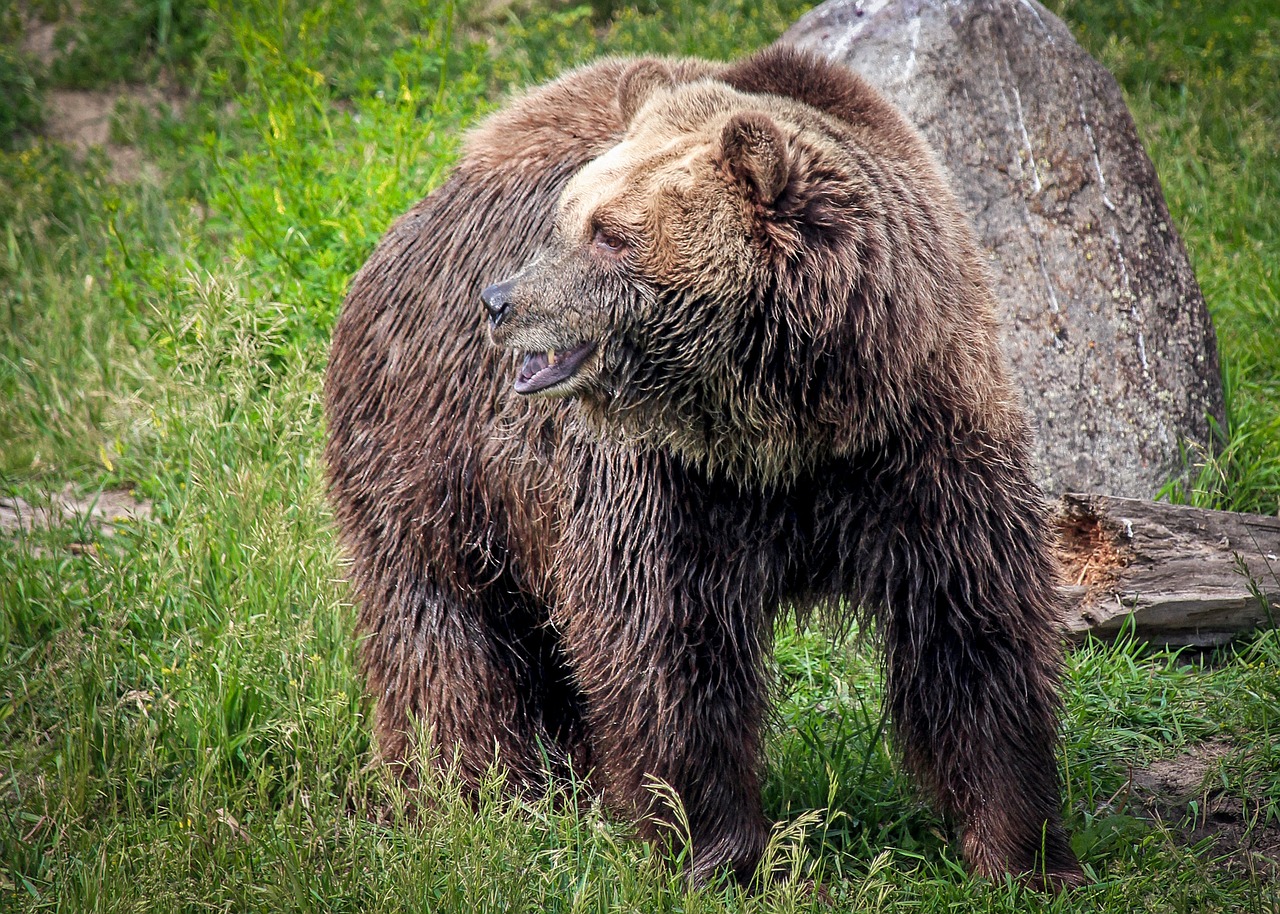 Grizzly Bear,  Turėti,  Grizzly,  Montana,  Bozeman,  Montana Pilkasis Susidurti, Nemokamos Nuotraukos,  Nemokama Licenzija