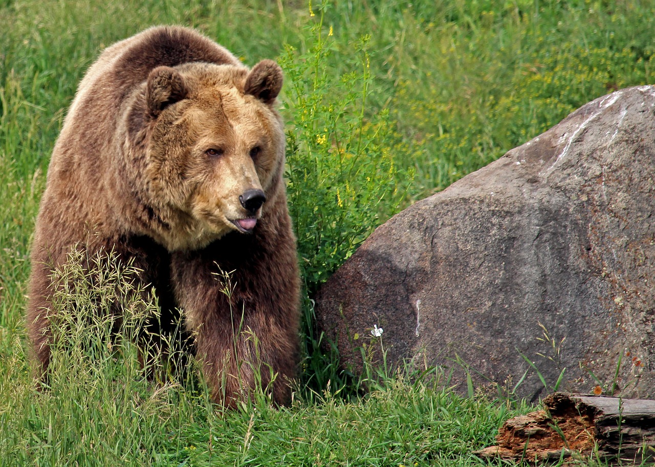 Grizzly Bear,  Turėti,  Grizzly,  Montana,  Bozeman,  Montana Pilkasis Susidurti, Nemokamos Nuotraukos,  Nemokama Licenzija