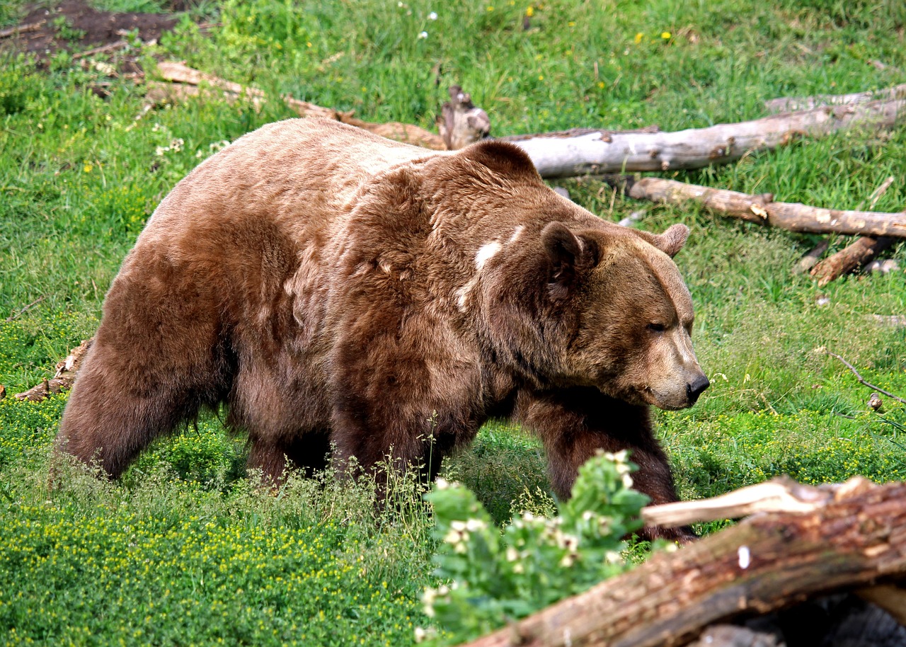 Grizzly Bear,  Turėti,  Grizzly,  Montana,  Bozeman,  Montana Pilkasis Susidurti, Nemokamos Nuotraukos,  Nemokama Licenzija