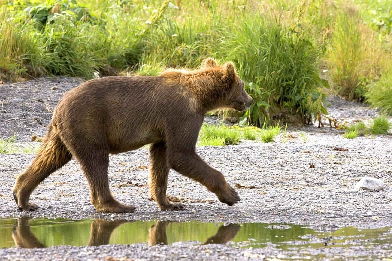 Grizzly Bear, Cub, Vaikščioti, Srautas, Laukinė Gamta, Plėšrūnas, Gyvūnas, Gamta, Žinduolis, Nemokamos Nuotraukos