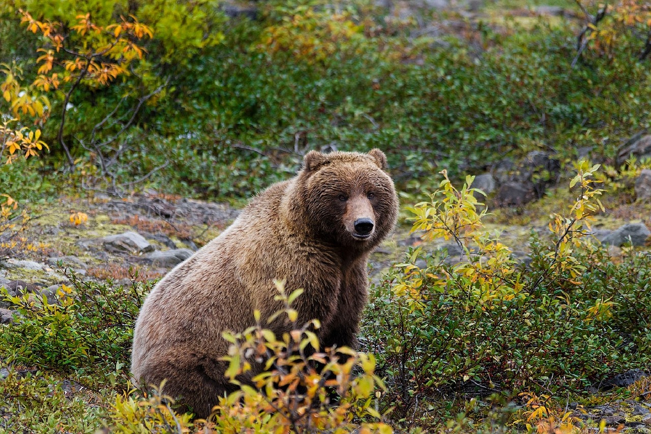 Grizzly Bear,  Laukinė Gamta,  Gamta,  Laukiniai,  Mėsėdis,  Alaska,  Amerikietis,  Usa,  Parkas,  Gyvūnas