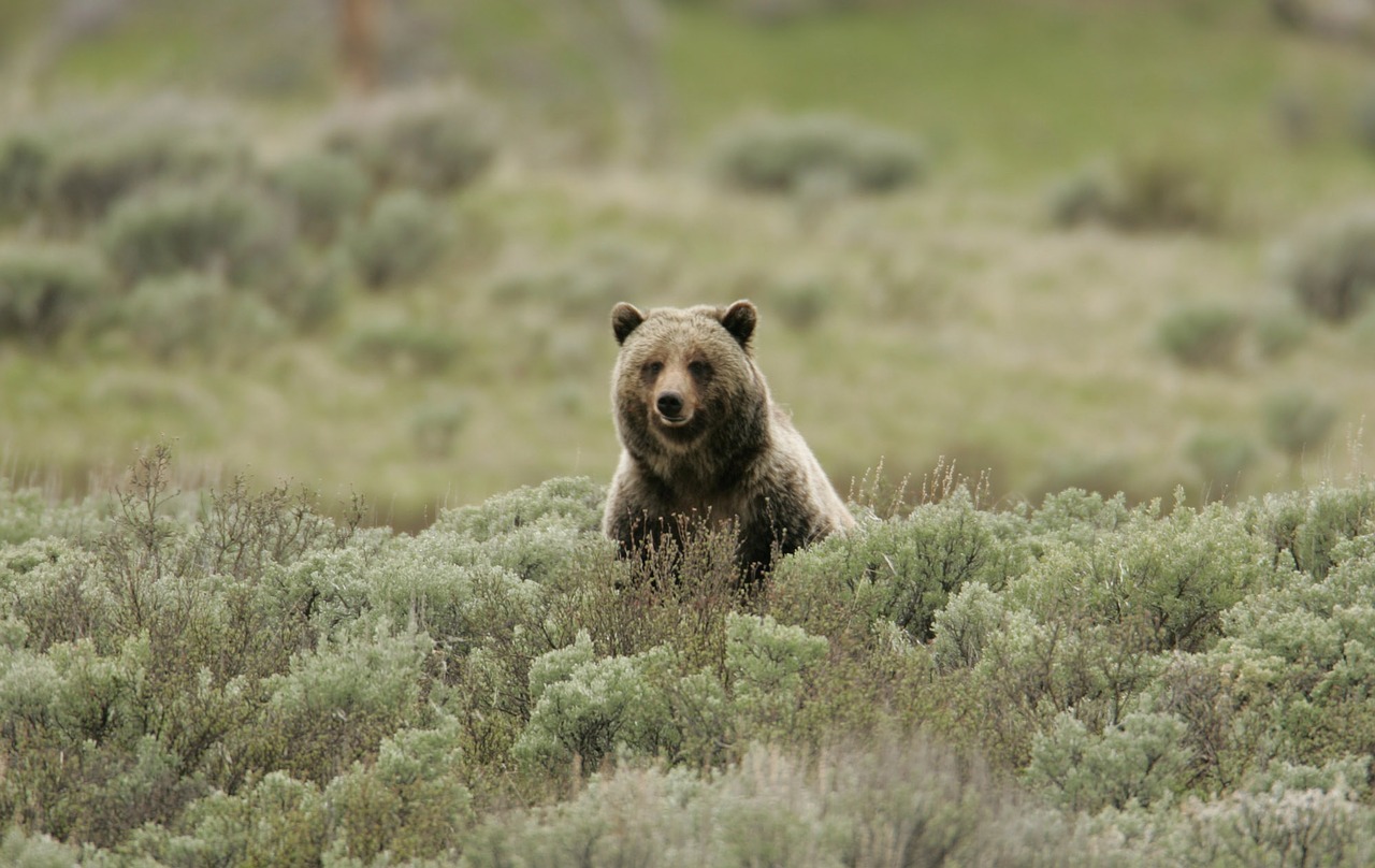 Grizzly Bear, Laukinė Gamta, Gamta, Laukiniai, Mėsėdis, Sėdi, Žiūri, Geltonas Akmuo, Nacionalinis Parkas, Amerikietis
