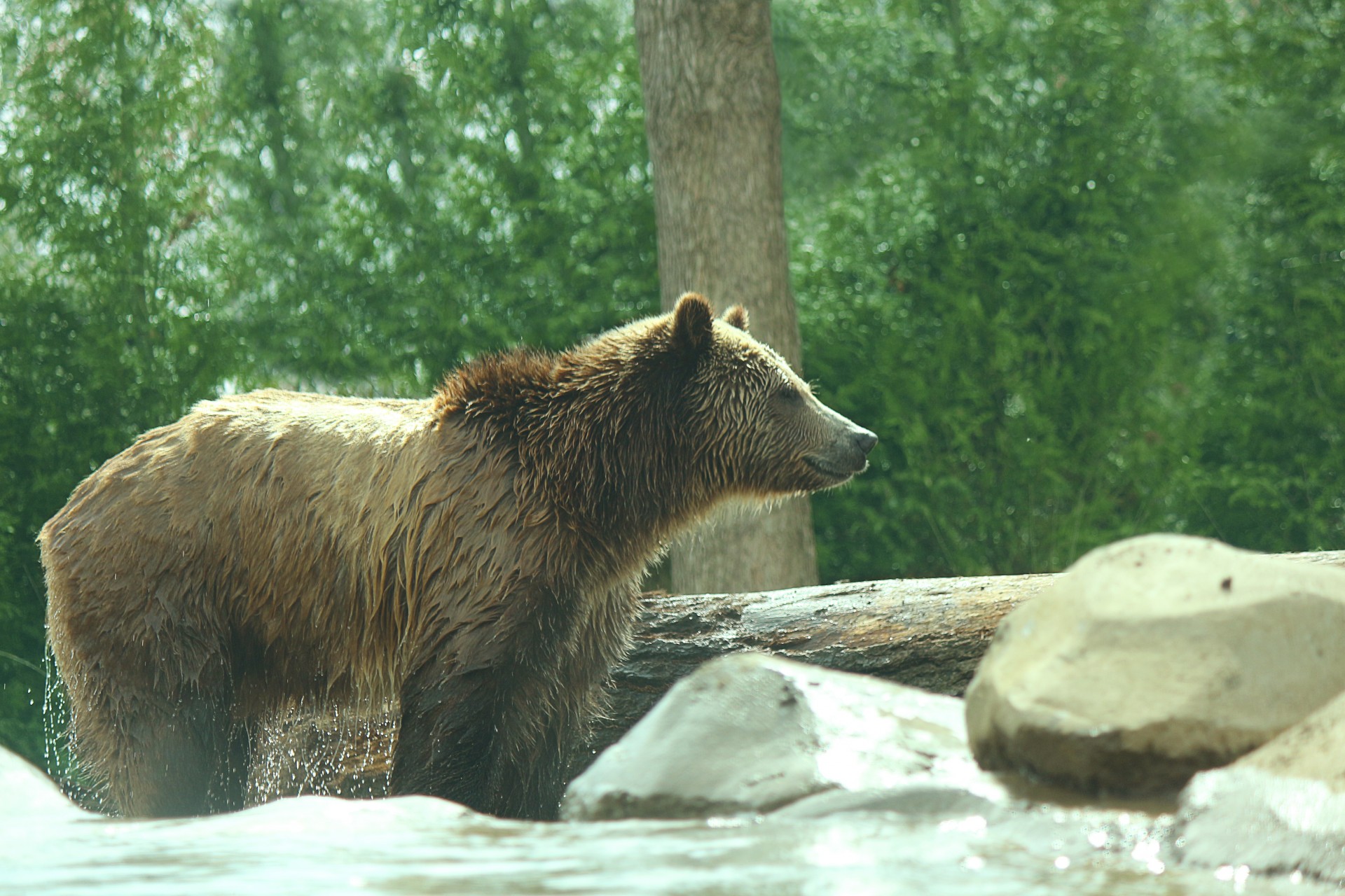 Turėti,  Grizzly,  Grizzly & Nbsp,  Bear,  Plaukti,  Kailis,  Šlapias,  Mielas,  Laukinis & Nbsp,  Gyvūnas