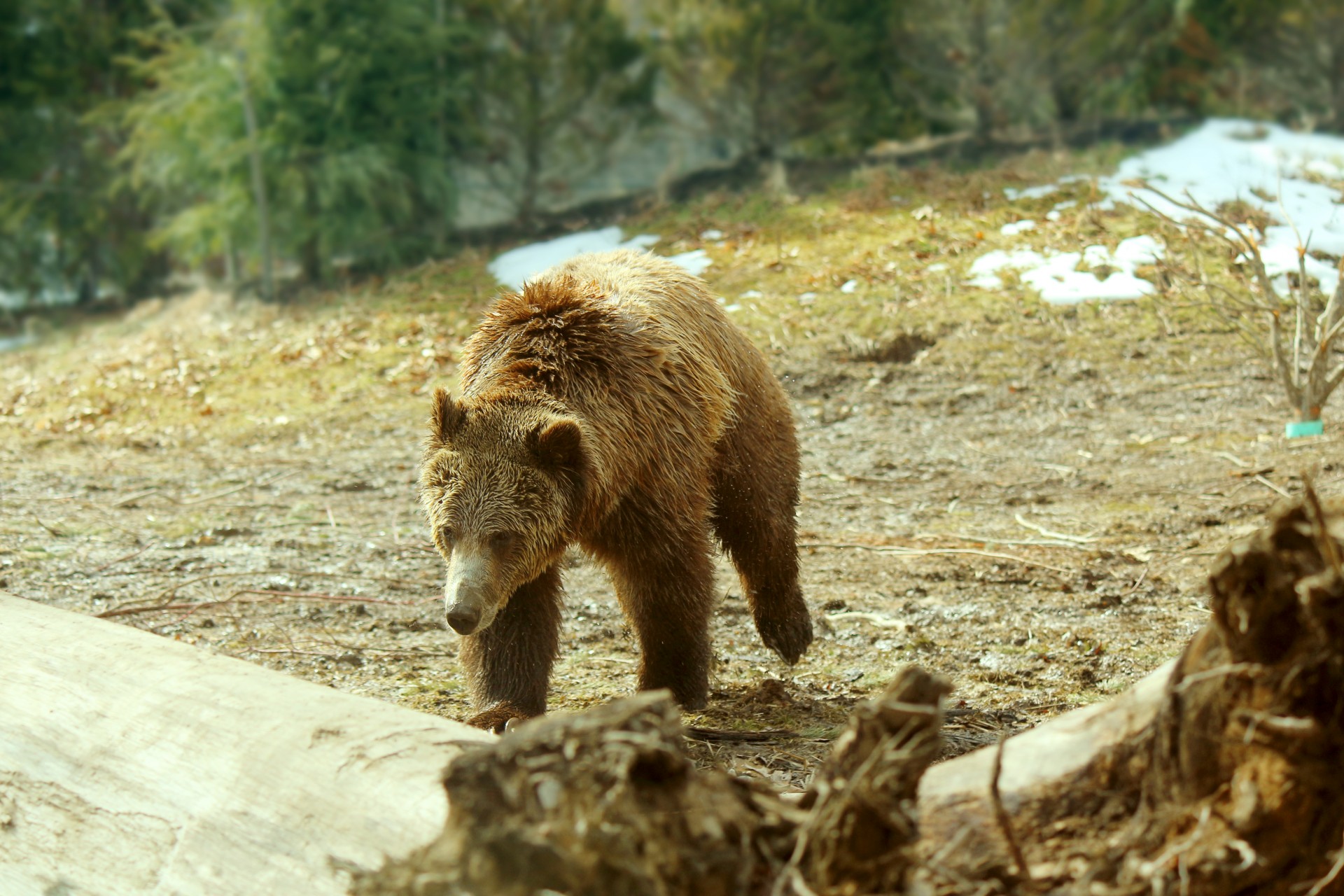 Turėti,  Grizzly,  Grizzly & Nbsp,  Bear,  Žinduolis,  Zoologijos Sodas,  Didelis & Nbsp,  Gyvūnas,  Kailis,  Bėgimas