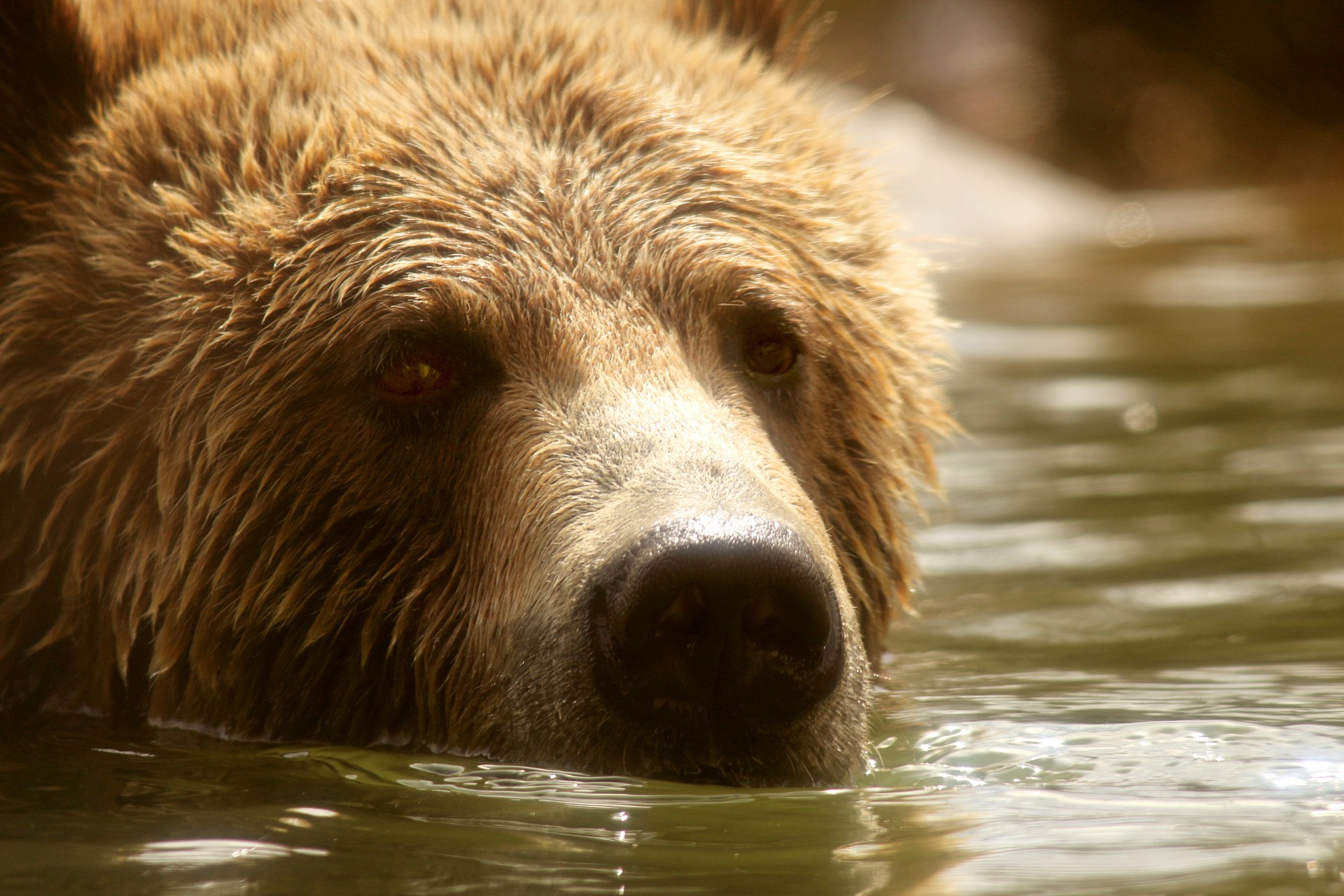 Turėti,  Grizzly,  Grizzly & Nbsp,  Bear,  Plaukti,  Kailis,  Šlapias,  Mielas,  Laukinis & Nbsp,  Gyvūnas