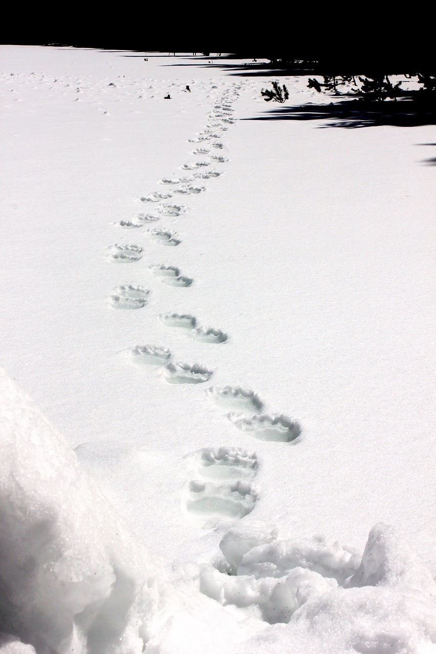 Grizzly Bear Tracks, Sniegas, Laukinė Gamta, Gamta, Žiema, Šaltas, Pėdsakas, Lauke, Takas, Nemokamos Nuotraukos