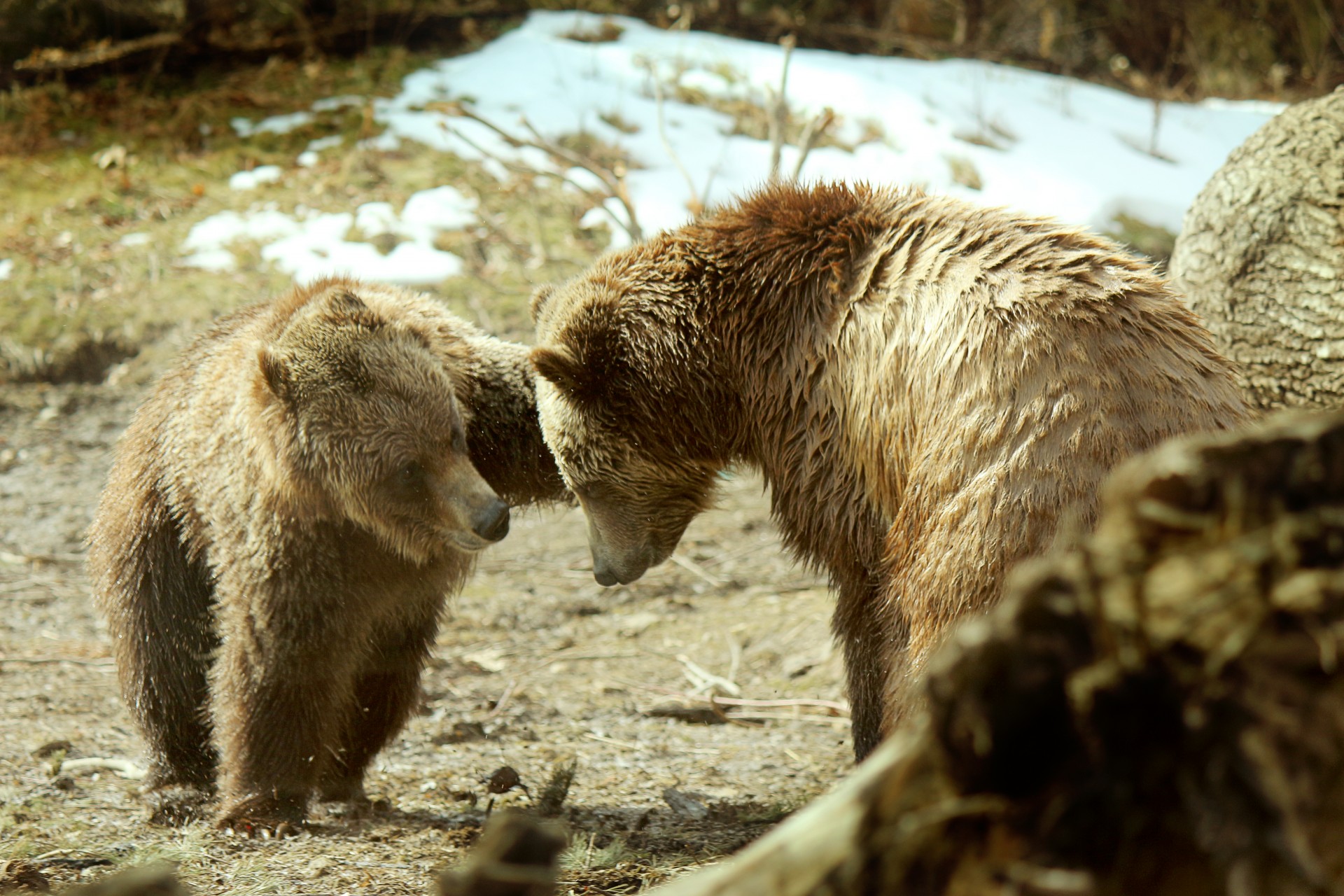 Turėti,  Grizzly,  Grizzly & Nbsp,  Bear,  Žaisti,  Kojos,  Nagai,  Tussle,  Kailis,  Suplakti