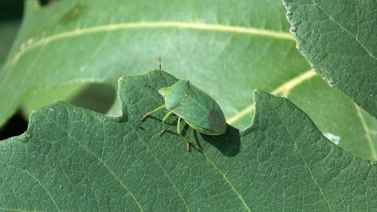 Groene Schildwants, Groene Stinkwants, Vabzdys, Nemokamos Nuotraukos,  Nemokama Licenzija