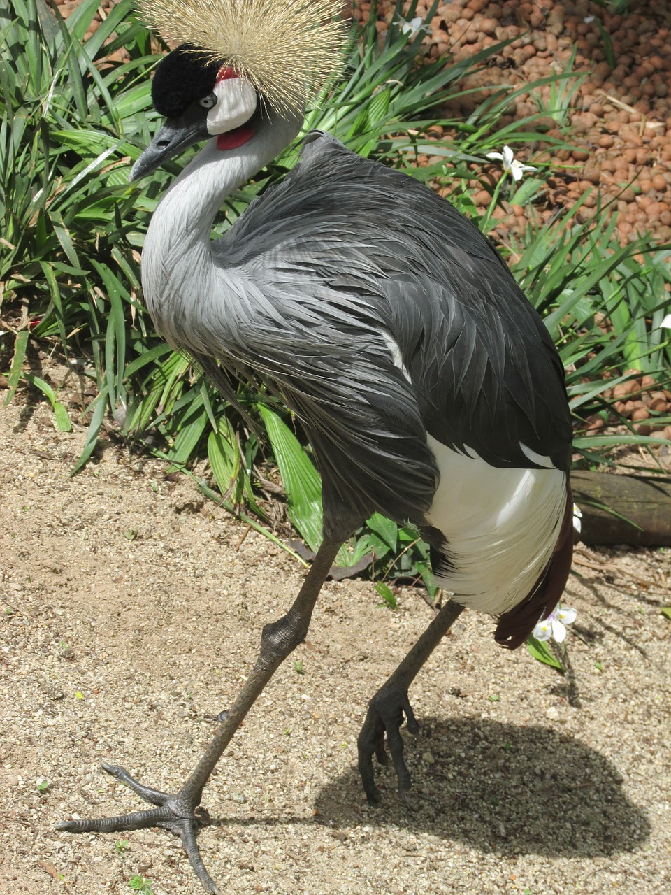 Grou, Paukštis, Straddle, Zoologijos Sodas, Gyvūnas, Plumėjimas, Plunksnos, Augalai, Žalias, Egzotinė Paukštis