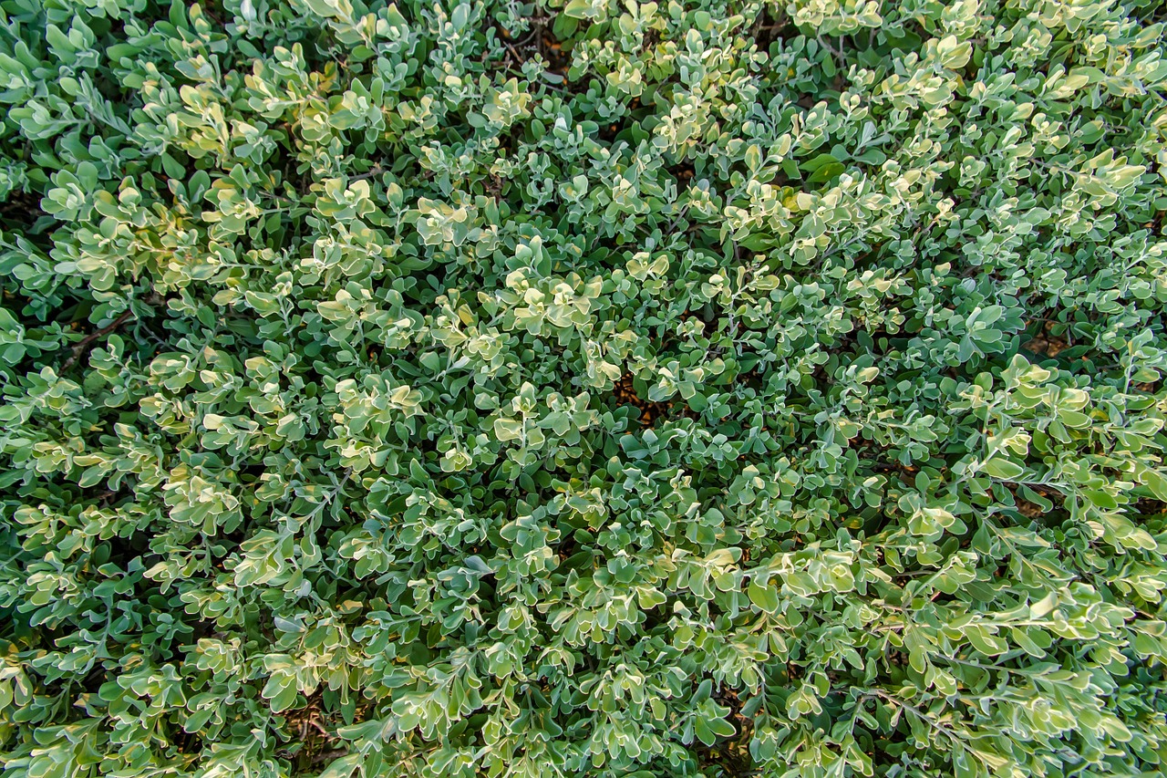 Žemė, Rudens Lapai, Žalias, Nemokamos Nuotraukos,  Nemokama Licenzija