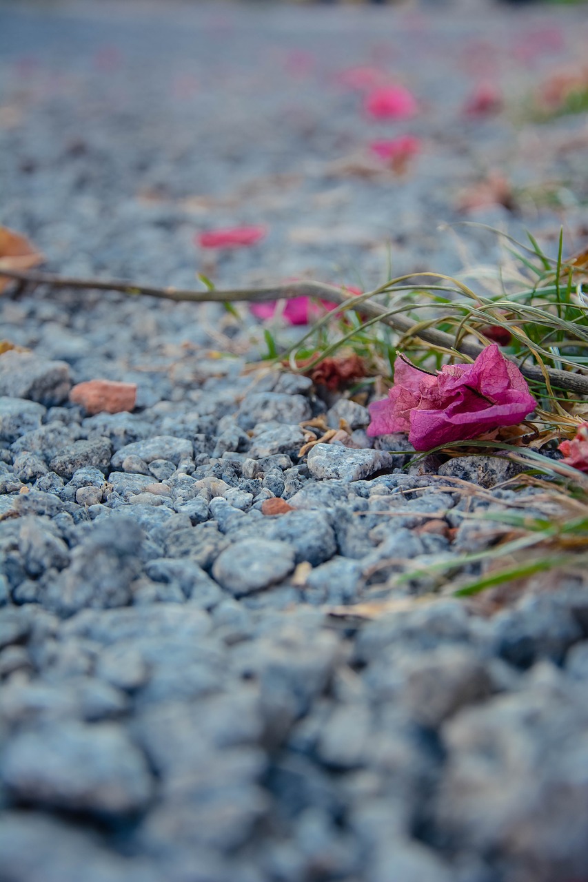 Žemė, Gėlė, Gėlės, Rosa, Nemokamos Nuotraukos,  Nemokama Licenzija