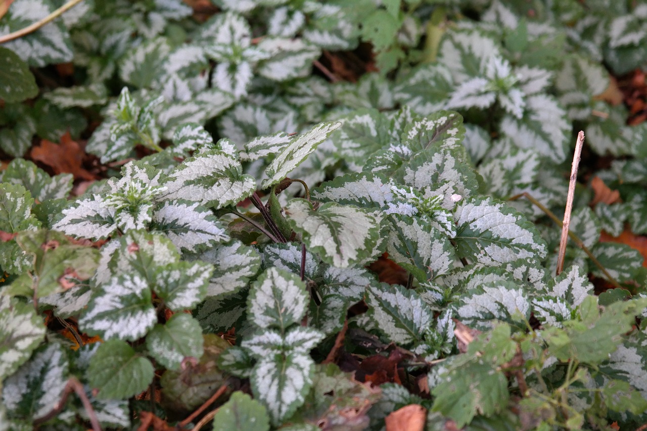 Žemės Danga, Paprastas Goldnessel, Lapai, Žalias, Balta, Tikri Lapai, Lamium Galeobdolon, Galeobdolonas Liuteumas, Galeobdolonas Lamiastrum L, Aukso Taubnessel