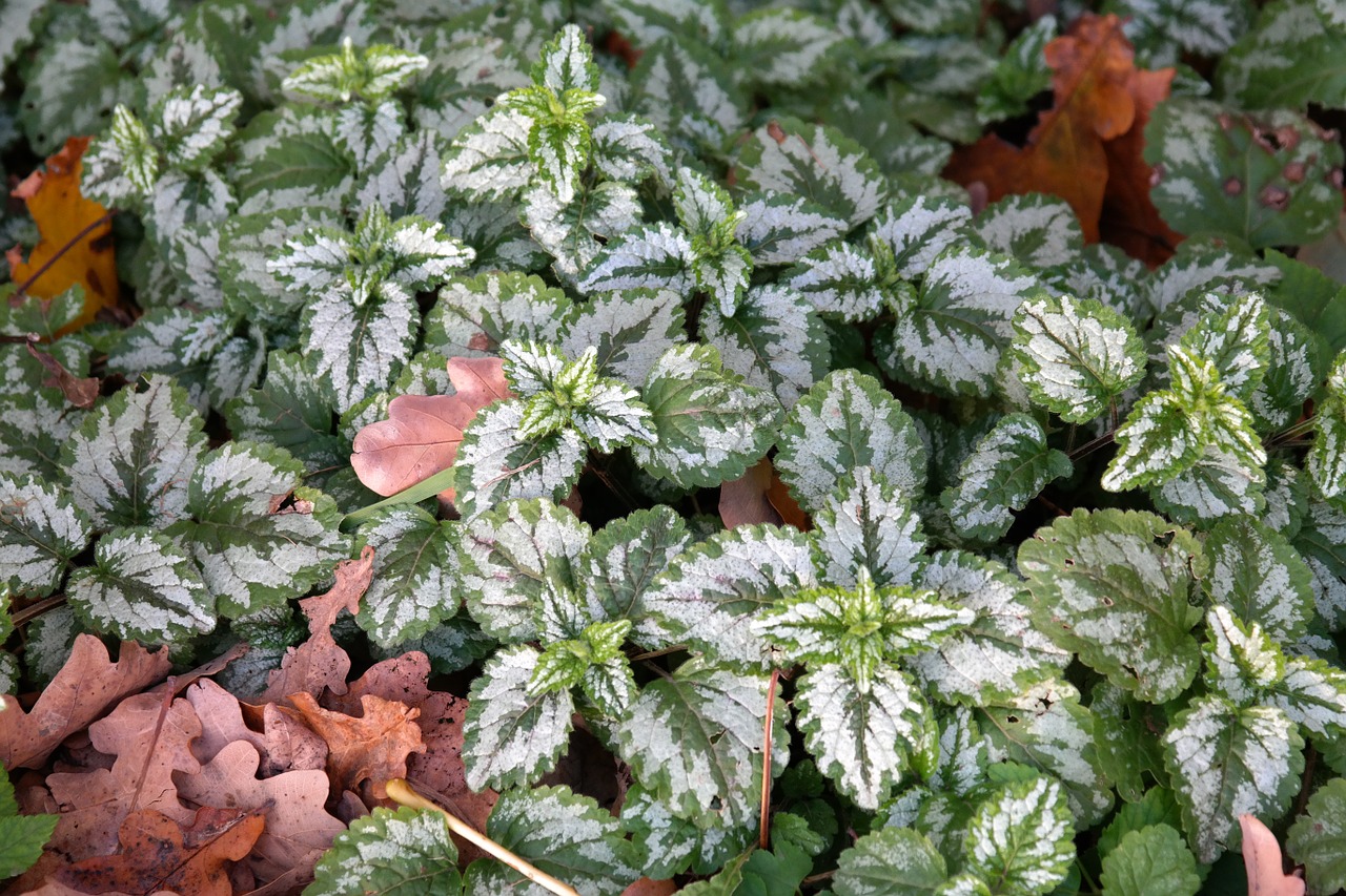 Žemės Danga, Paprastas Goldnessel, Lapai, Žalias, Balta, Tikri Lapai, Lamium Galeobdolon, Galeobdolonas Liuteumas, Galeobdolonas Lamiastrum L, Aukso Taubnessel