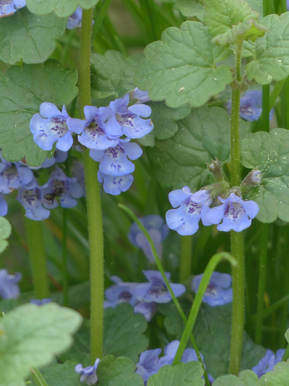 Žemės Gobtuvėlis, Gėlė, Žiedas, Žydėti, Augalas, Laukinė Gėlė, Mėlynas, Glechoma Hederacea, Tikra Gundelrebe, Lamiaceae