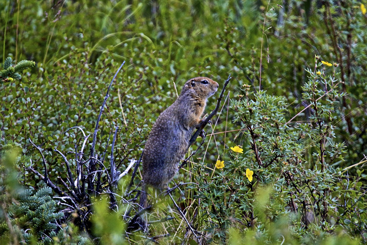 Žemės Voverė, Alaska, Laukinė Gamta, Nemokamos Nuotraukos,  Nemokama Licenzija
