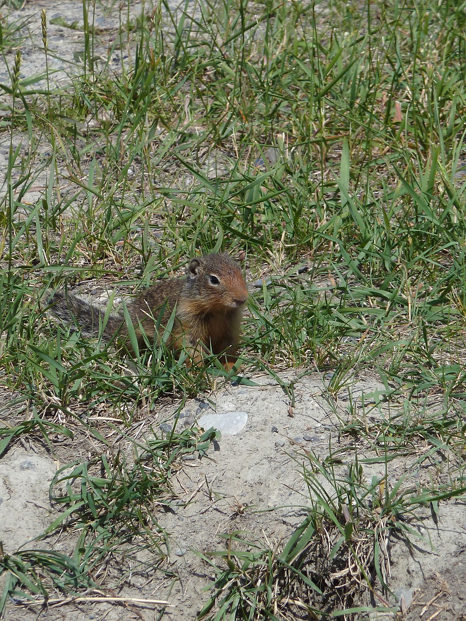 Žemės Voverė, Graužikas, Žinduolis, Gyvūnas, Laukinis Gyvenimas, Gamta, Ruda, Žiūrėti, Lauke, Spermophilus Beecheyi