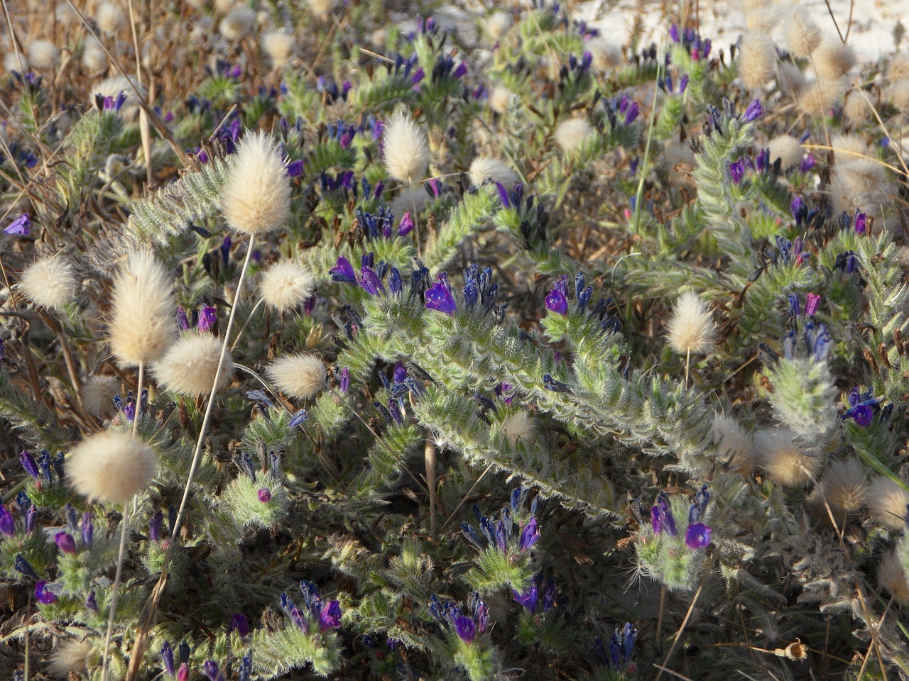 Žemės Augalija, Flora, Žolės, Smėlis, Viduržemio Jūros, Kopos, Kopos Augmenija, Kopų Kraštovaizdis, Užteršimas, Augalas