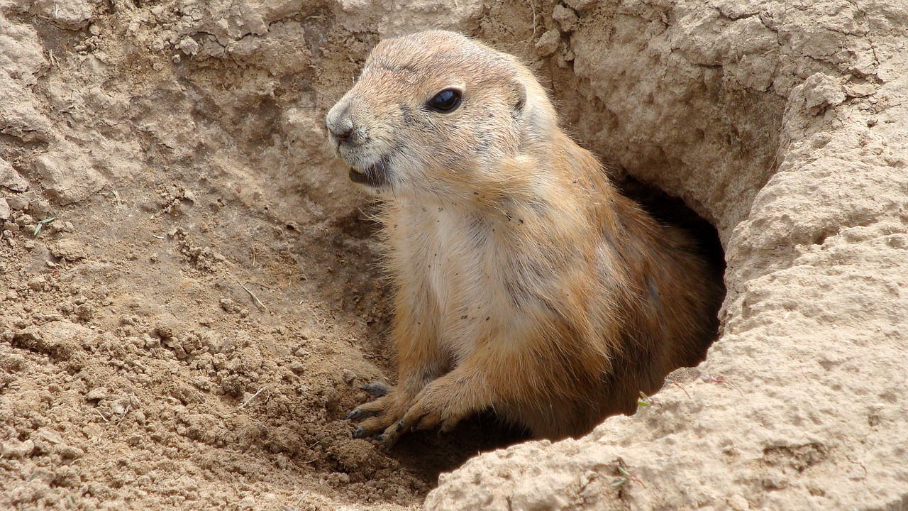 Siaubas, Amerikietis, Gyvūnas, Laukinis Gyvūnas, Graužikas, Marmota Monax, Nemokamos Nuotraukos,  Nemokama Licenzija