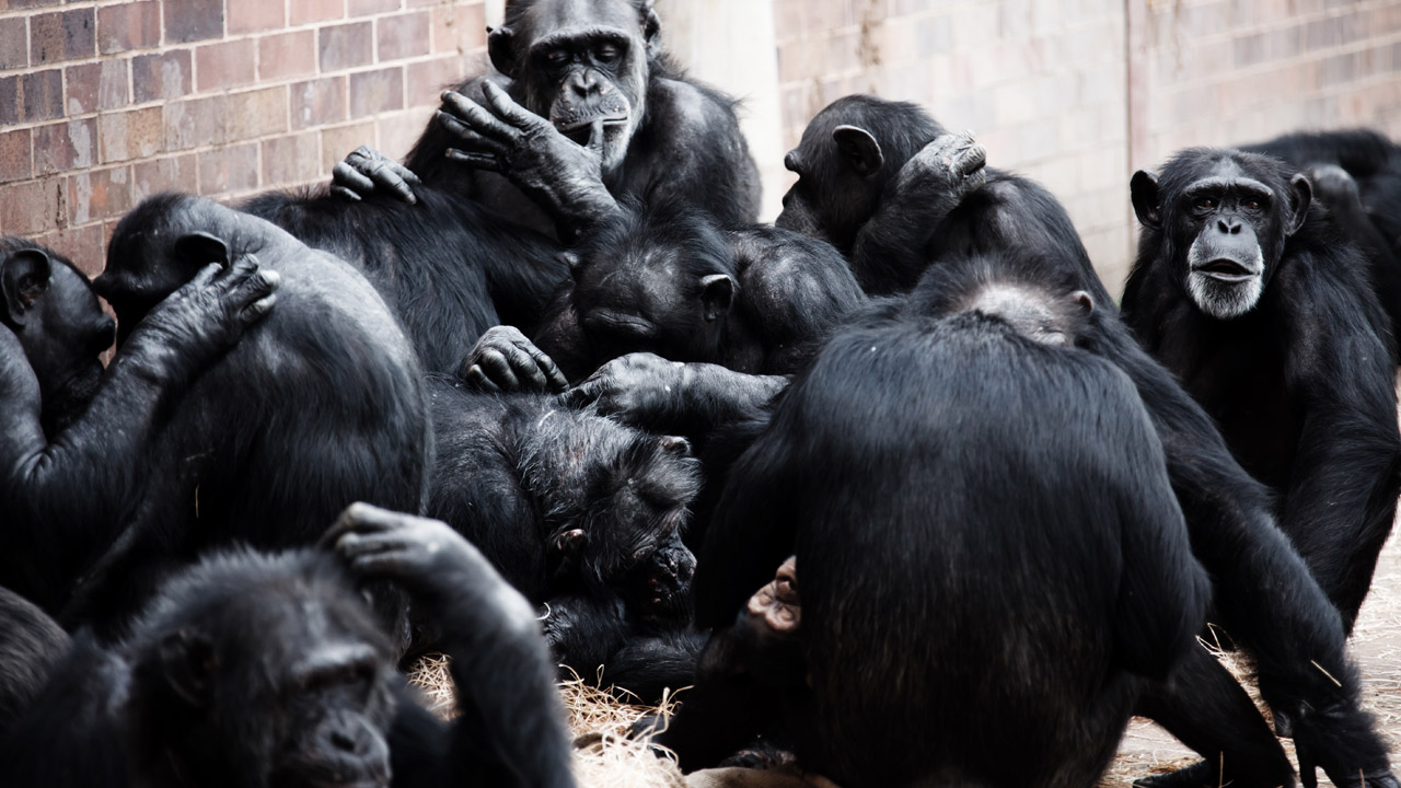 Gyvūnas,  Beždžionės,  Juoda,  Socializacija,  Bendrauti,  Ape,  Šimpanzės,  Valgyti,  Žinduolis,  Beždžionė