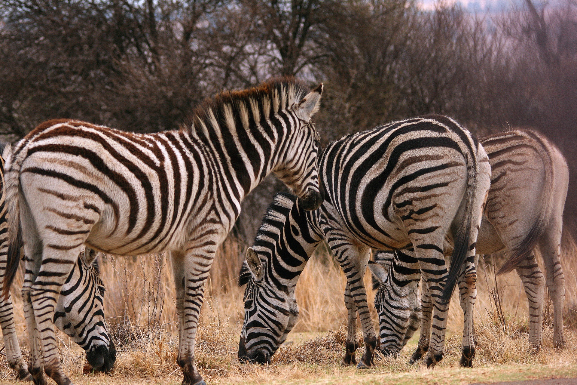 Gyvūnai,  Žaidimas,  Zebra,  Juoda,  Balta,  Dryžuotas,  Grupė Zebras, Nemokamos Nuotraukos,  Nemokama Licenzija