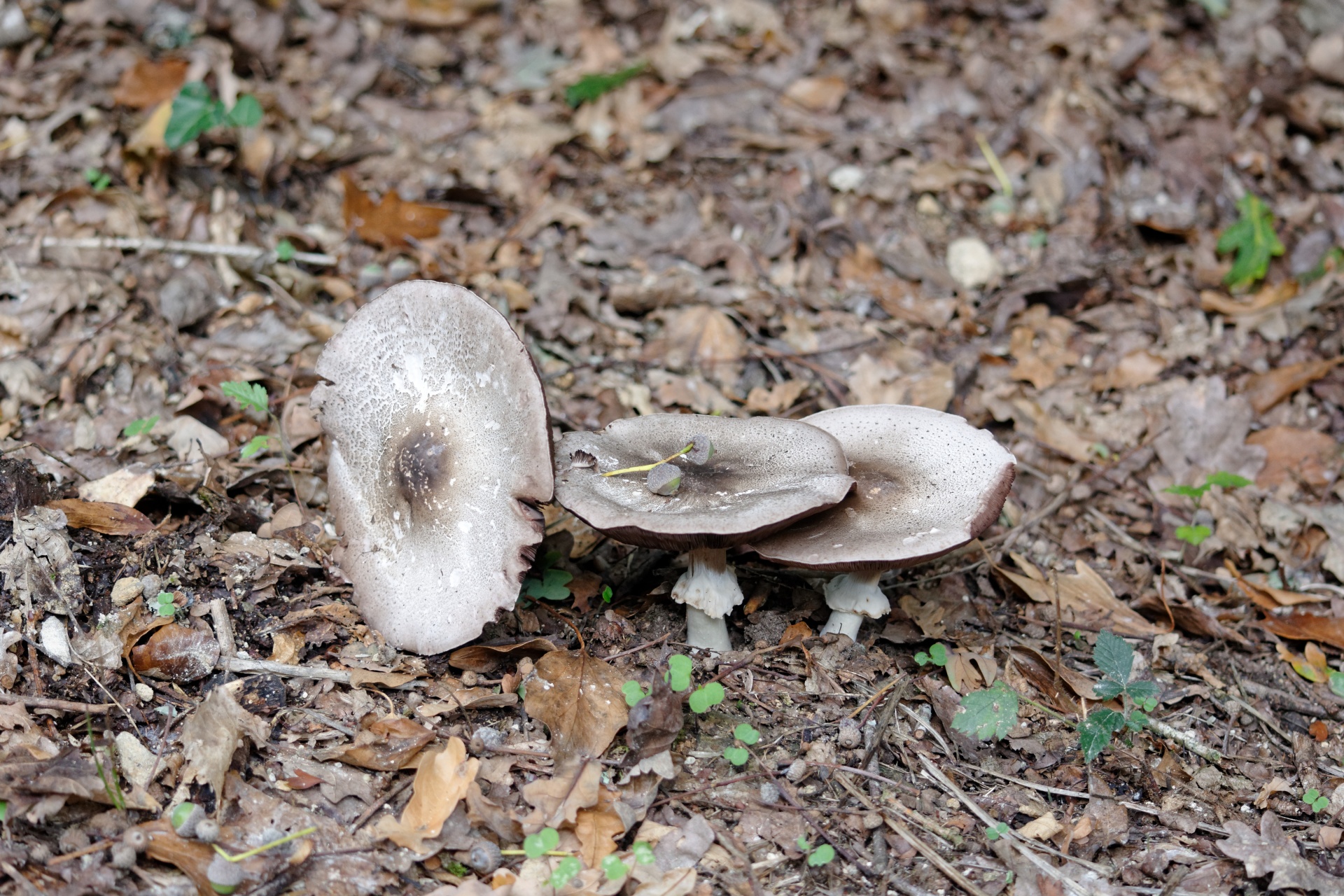 Grybai,  Ruduo,  Derlius,  Skinti,  Gamta,  Amanita,  Kolonija,  Lepitas,  Valgomieji,  Mediena