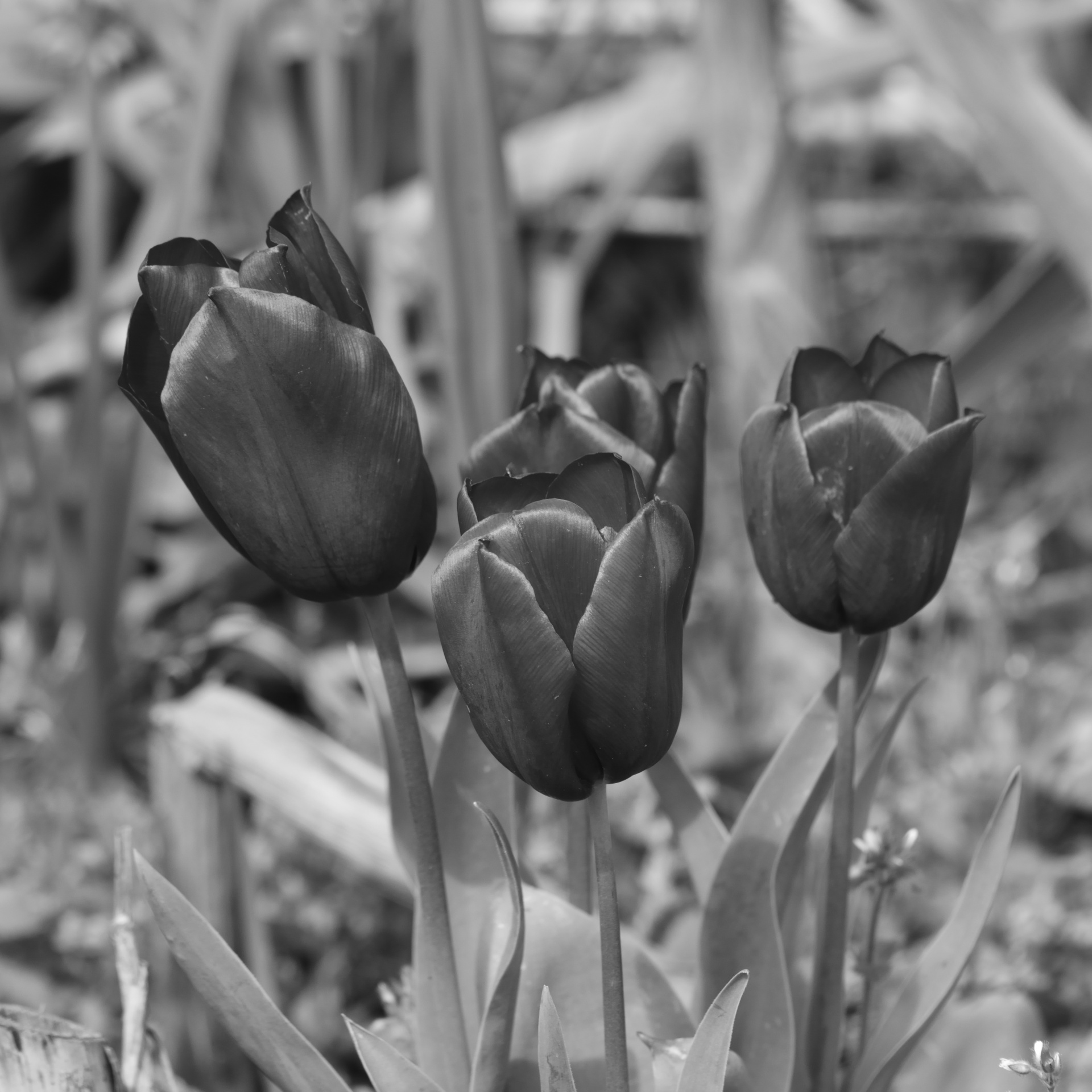 Tulpės,  Gėlės,  Flora,  Žiedlapiai,  Rožinė & Nbsp,  Tulpė,  Sodas,  Gamta,  Botanika,  Žydi
