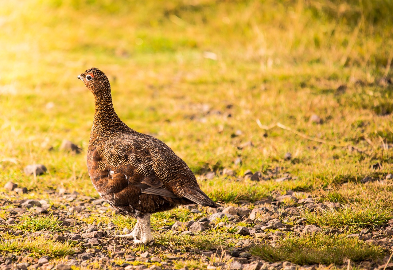 Grouse, Škotų, Gamta, Paukštis, Laukinė Gamta, Paukščių Stebėjimas, Virėja, Raudona, Nemokamos Nuotraukos,  Nemokama Licenzija