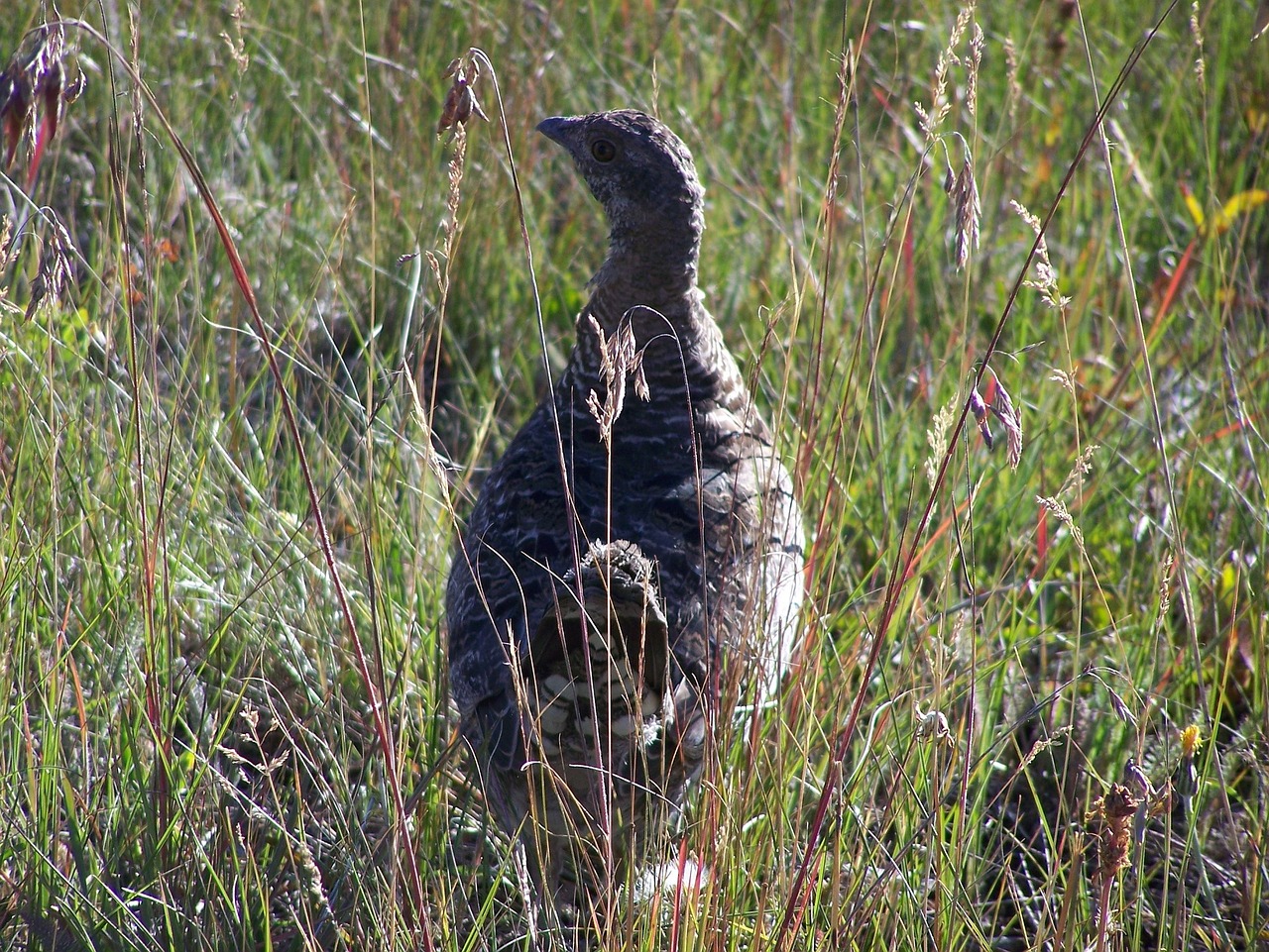 Grouse, Prairie Vištiena, Paukštis, Plunksnos, Žolė, Spalvinga, Aukšta Žolė, Piktžolės, Kedras Pertraukia Nacionalinį Paminklą, Utah