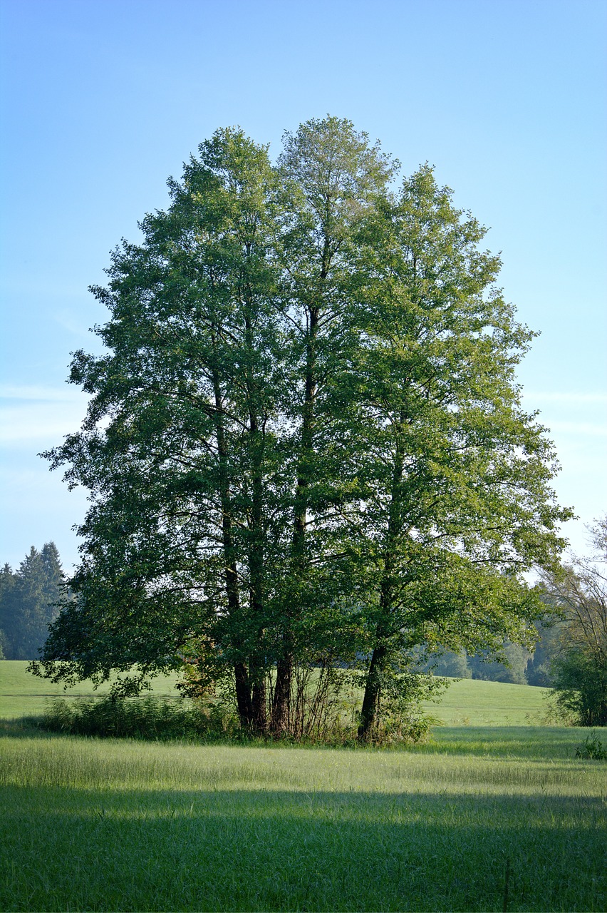 Medžių Giraitė, Pieva, Ganykla, Žalias, Gamta, Medžiai, Laukas, Grupė, Nuotaika, Atsigavimas