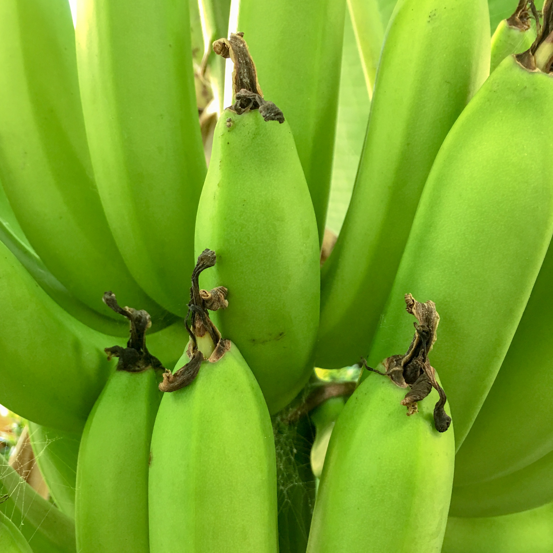 Bananas,  Bananai,  Krūva,  Maistas,  Šviežias,  Vaisiai,  Žalias,  Augti,  Auga,  Augimas