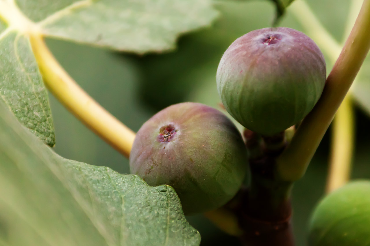 Žemdirbystė,  Filialas,  Valgomieji,  Fig.,  Maistas,  Šviežias,  Vaisiai,  Žalias,  Augti,  Auga