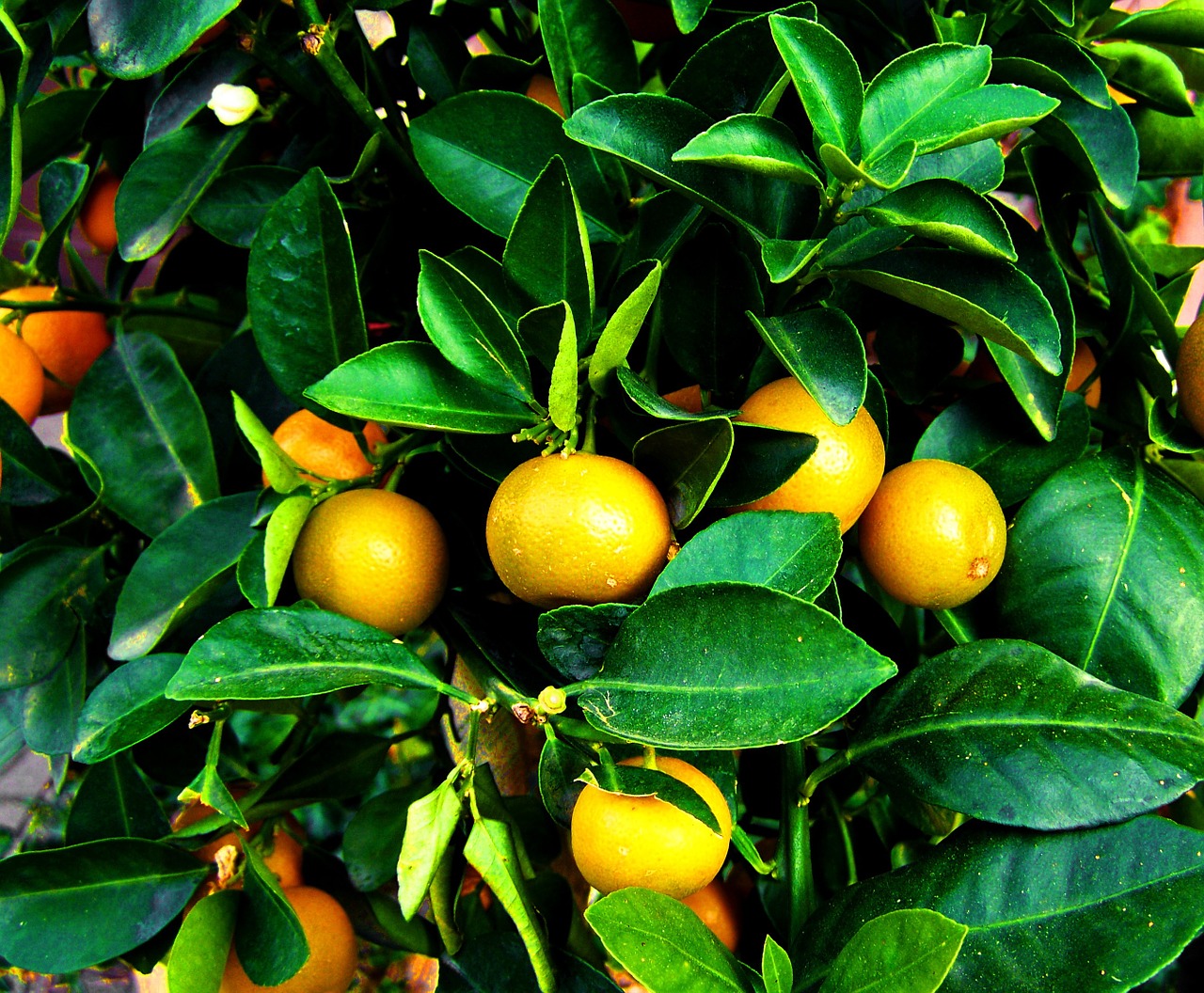 Augantis Mandarinas,  Vaismedis,  Oranžinis Vaisius, Nemokamos Nuotraukos,  Nemokama Licenzija