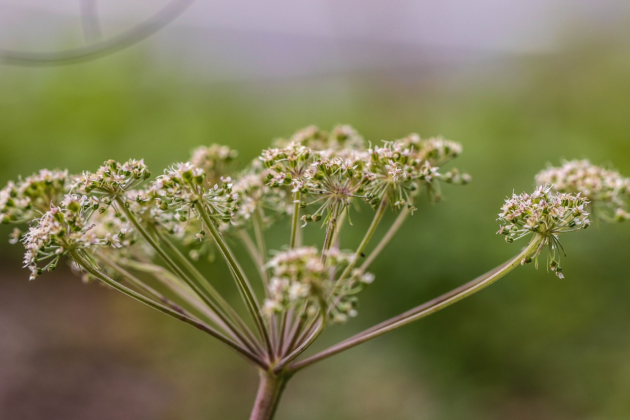 Augimas, Augalas, Gėlė, Wildflower, Gamta, Žalias, Vasaros Gėlė, Vasara, Nemokamos Nuotraukos,  Nemokama Licenzija