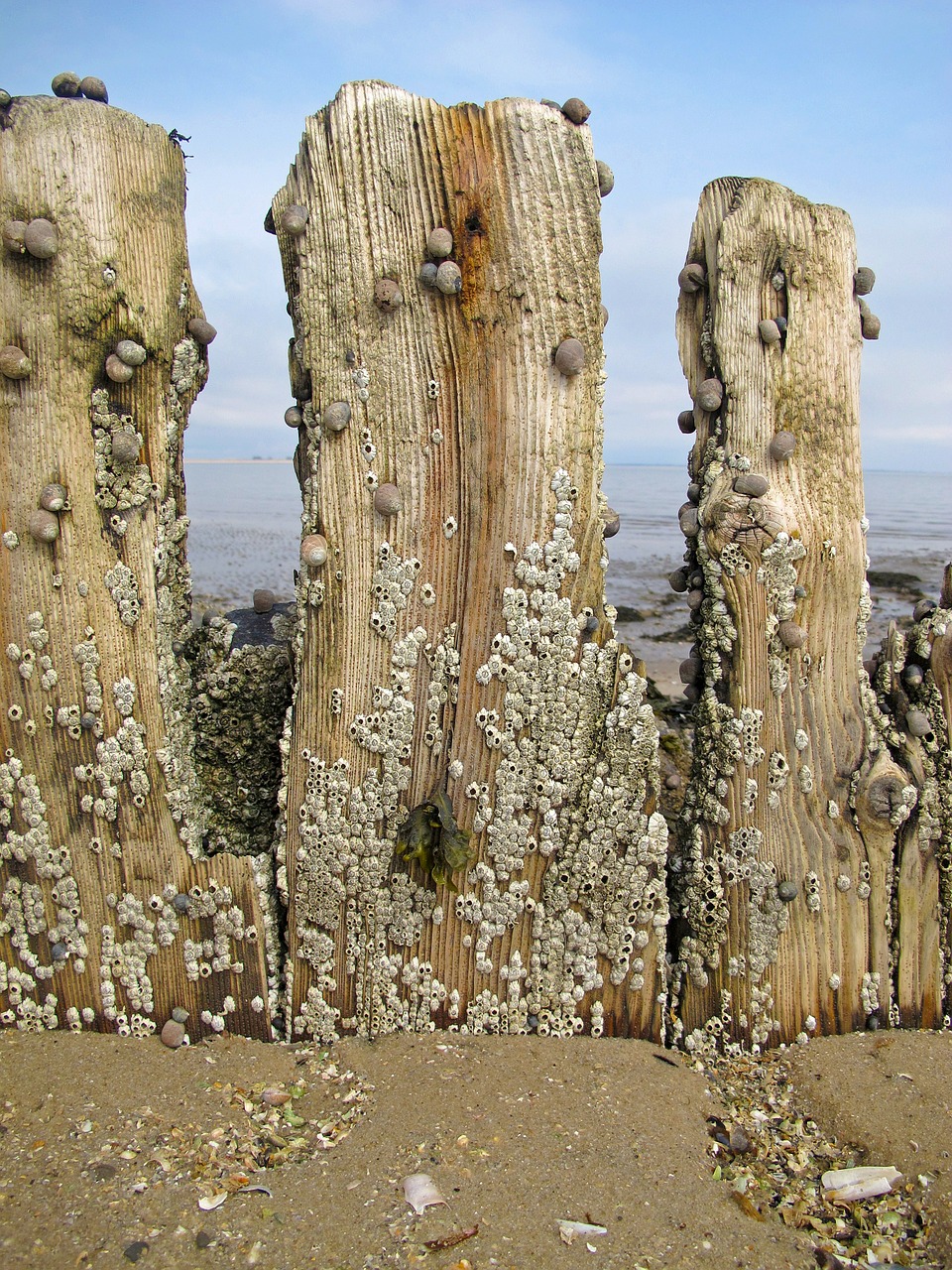 Groynes, Jūra, Papludimys, Šiaurės Jūra, Šparagai, Sraigės, Nemokamos Nuotraukos,  Nemokama Licenzija