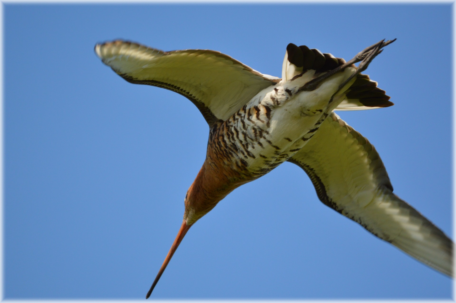 Paukštis,  Godwit,  Skraidantis,  Gyvūnas,  Gamta,  Ganykla,  Oras,  Godwit, Nemokamos Nuotraukos,  Nemokama Licenzija