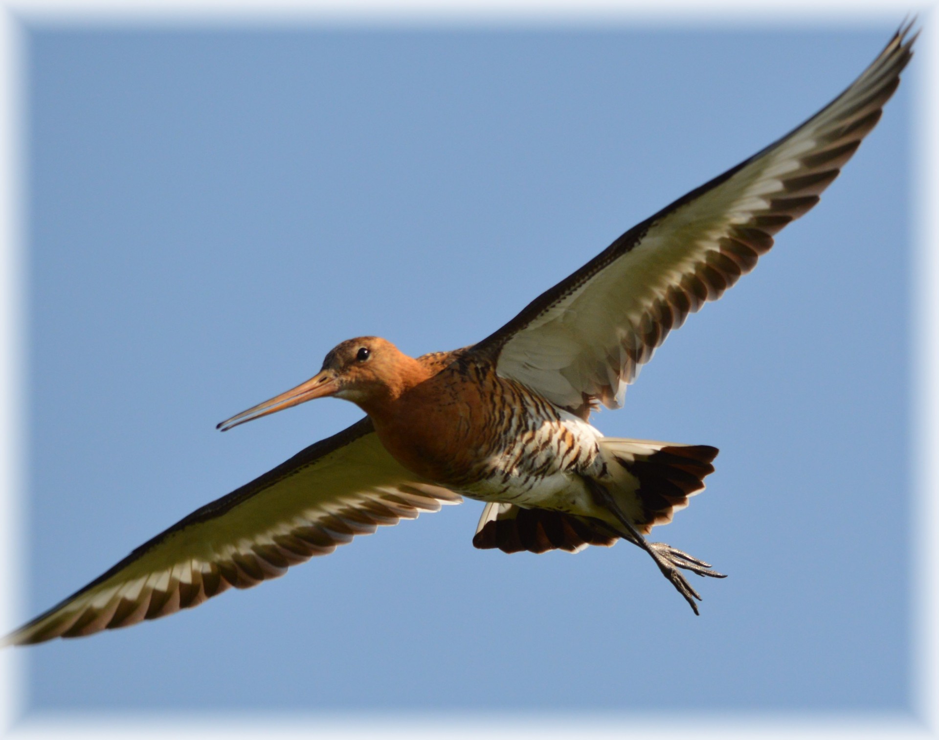 Paukštis,  Godwit,  Gyvūnas,  Skristi,  Gamta,  Oras,  Godwit, Nemokamos Nuotraukos,  Nemokama Licenzija