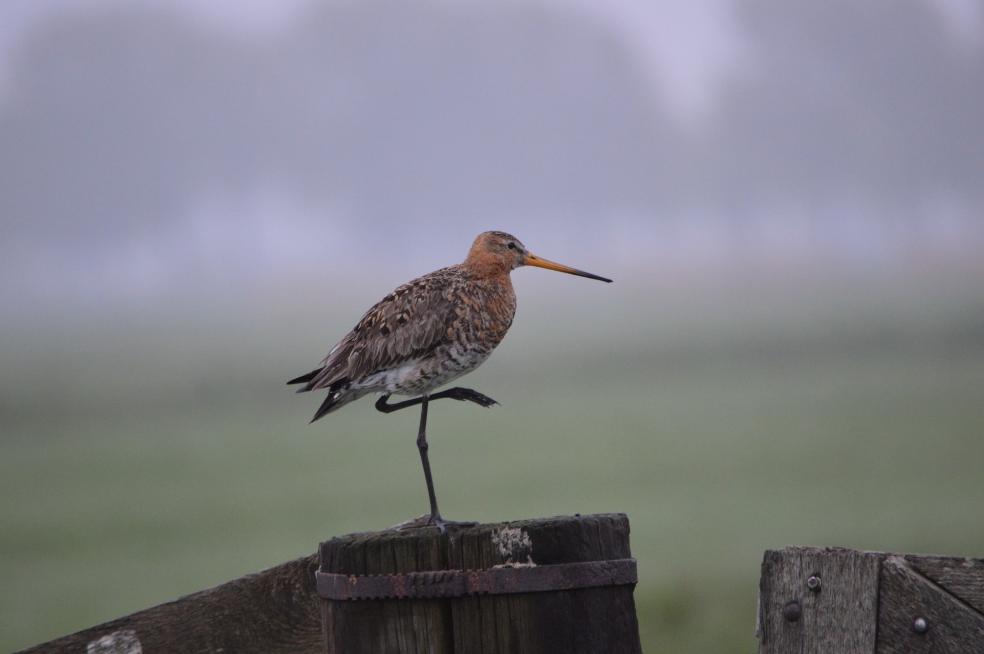 Godwit,  Paukštis,  Gamta,  Gyvūnas,  Pole,  Pavasaris,  Kelia,  Godwit Kelia 1, Nemokamos Nuotraukos,  Nemokama Licenzija