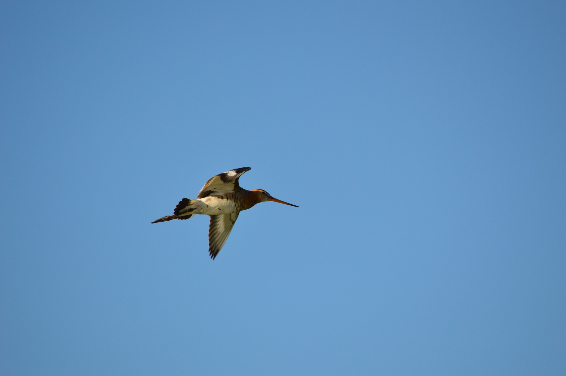 Godwit,  Paukštis,  Pavasaris,  Gamta,  Gyvūnas,  Holland,  Skristi,  Godwit Serija 2, Nemokamos Nuotraukos,  Nemokama Licenzija